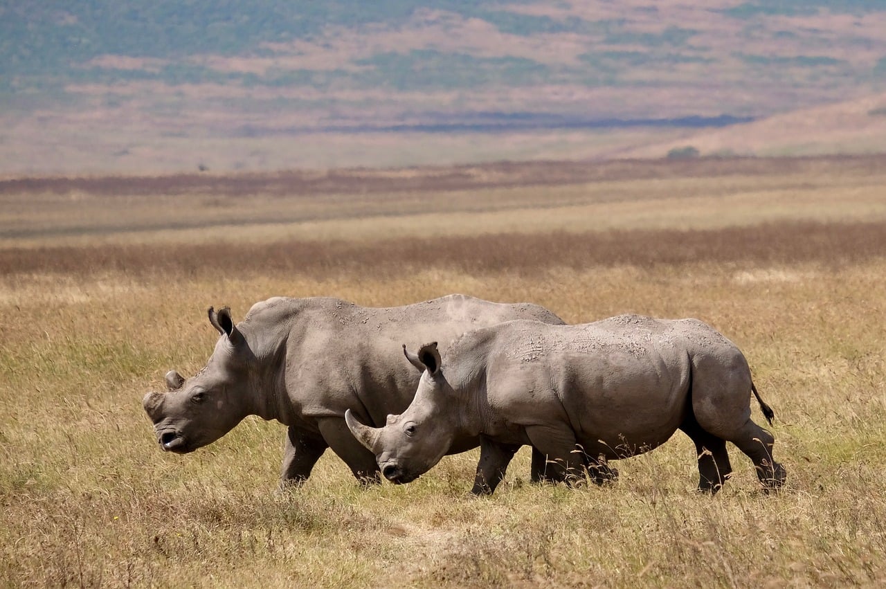 rinoceronte, maceta, binoculares, sabana, tanzania, animales, dos, pareja, naturaleza, áfrica, vida salvaje, cuernos de rinoceronte, mitología, safari, biología, ecología, conservación, ecuador, manada