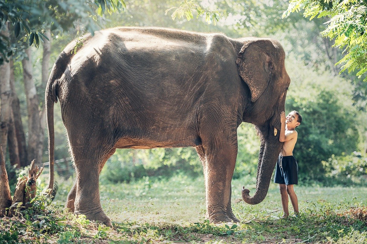 elefante, bambino, amici, amicizia, grande mammifero, grande animale, pachiderma, proboscide di elefante, natura, Cambogia, ragazzo, animale, Asia, Phra Nakhon Si Ayutthaya, ragazzino, abbracci, mammifero, Thailandia, natura selvaggia, animale selvatico, fauna selvatica