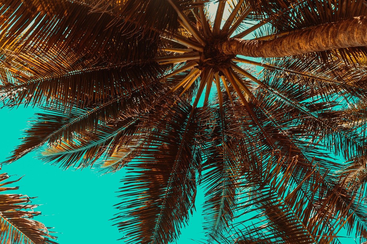 palme, tropicale, estate, alberi, natura, spiaggia, estate, palme, palme, tropicale, tropicale, estate, estate, estate, spiaggia, spiaggia, spiaggia, spiaggia, spiaggia