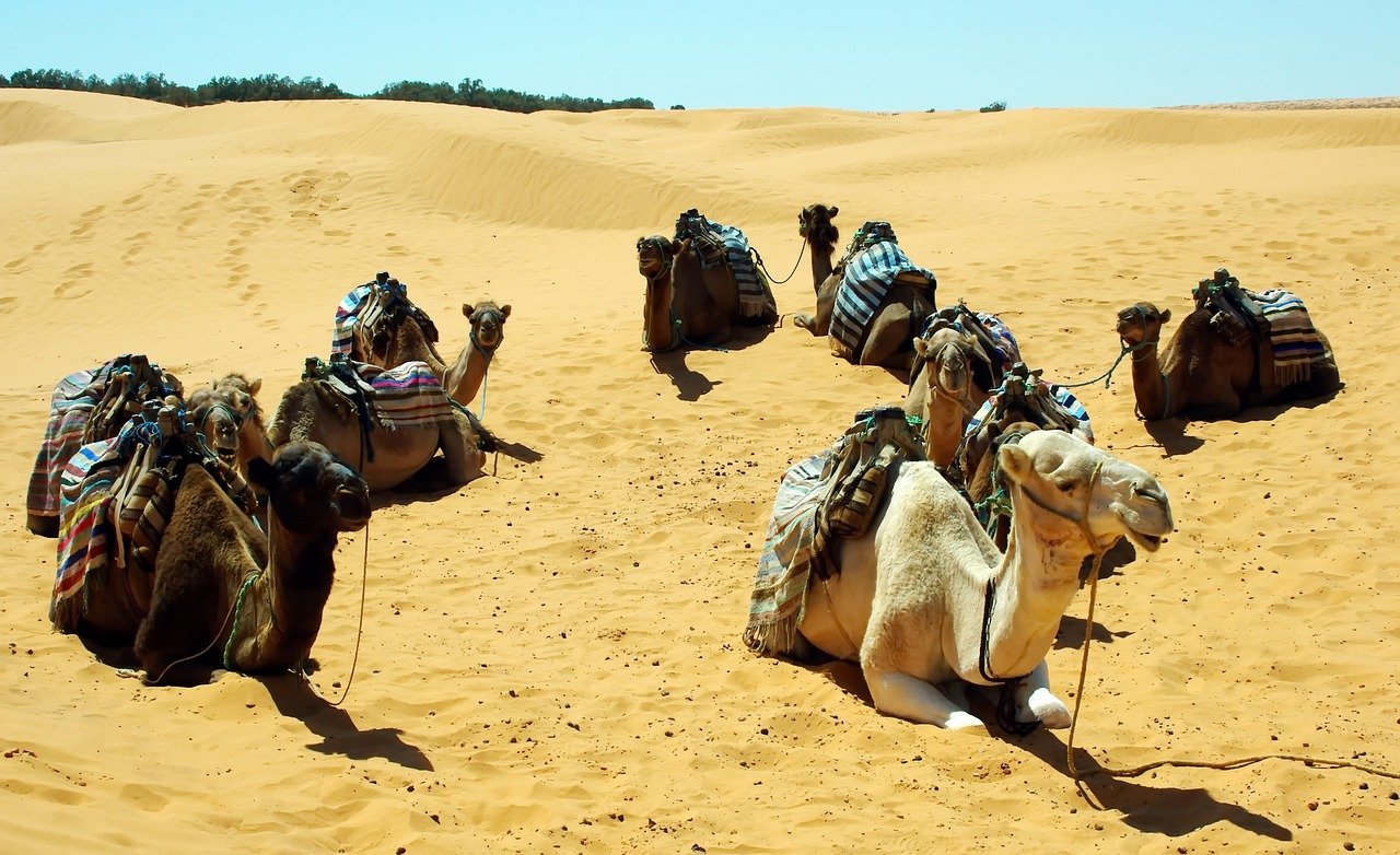 mehari, Kamel, camelus, Tunesien, Natur, Tataouine, Sahara, Wüste