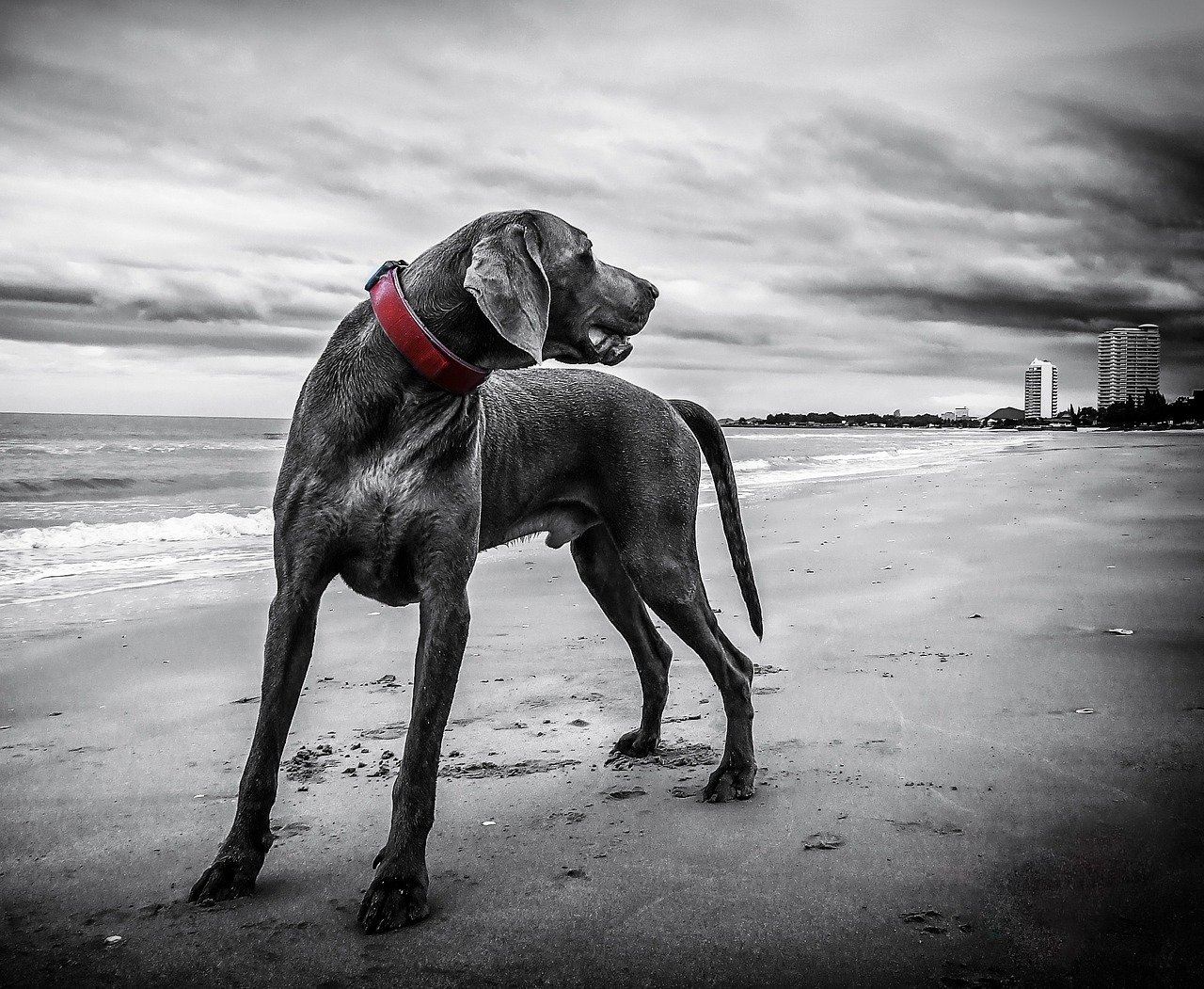 weimaraner, animal, nature, chien, plage, animal de compagnie, chien noir, poil noir, sable, rivage, bord de mer, côte, littoral, mer, océan, noir et blanc