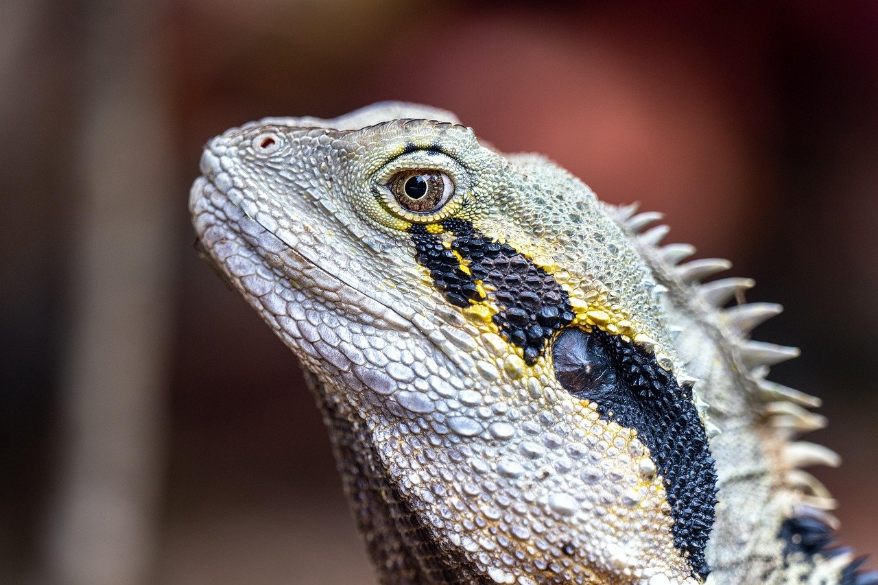 lagarto, dragón de agua oriental, reptil, vida silvestre, naturaleza, dragón, animal, primer plano, intellagama lesueurii, dragón de agua australiano, brisbane, australia