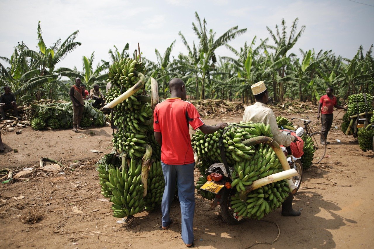 uganda, transporte, plátano, fruta, tropical, verde, mercado, comercio, comida, uganda, uganda, uganda, uganda, uganda, plátano, plátano, plátano, plátano, mercado, comercio, comercio