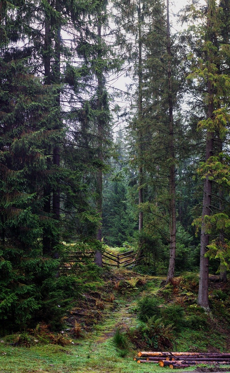 Pflanze, Bäume, Wald, Land, Natur, im Freien, Nadelbaum, Worochta, Iwano-Frankiwsk, Tanne, Waldgebiet, Hain, Ukraine, Natur, Worochta, Iwano-Frankiwsk, Iwano-Frankiwsk, Iwano-Frankiwsk, Iwano-Frankiwsk, Iwano-Frankiwsk