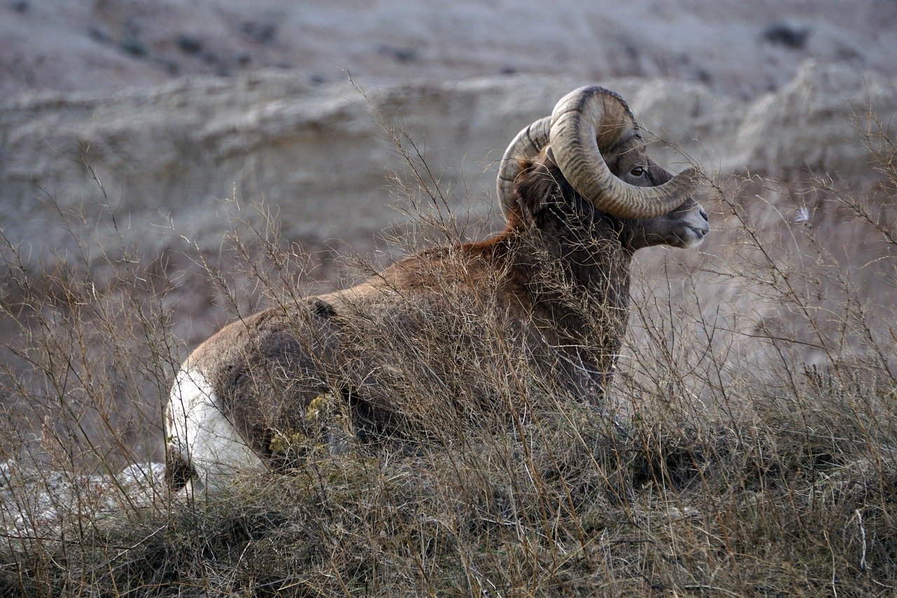 animal, mouflon d'Amérique, mammifère, nature, espèce, faune, faune sauvage, Dakota du Sud