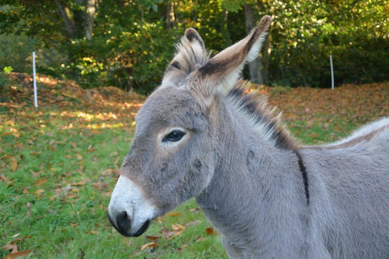 Esel, Anon, Kopf, Profil, Croix Saint-André, Natur, Tier, Fohlen, grau, Wandern, Pferdereiten