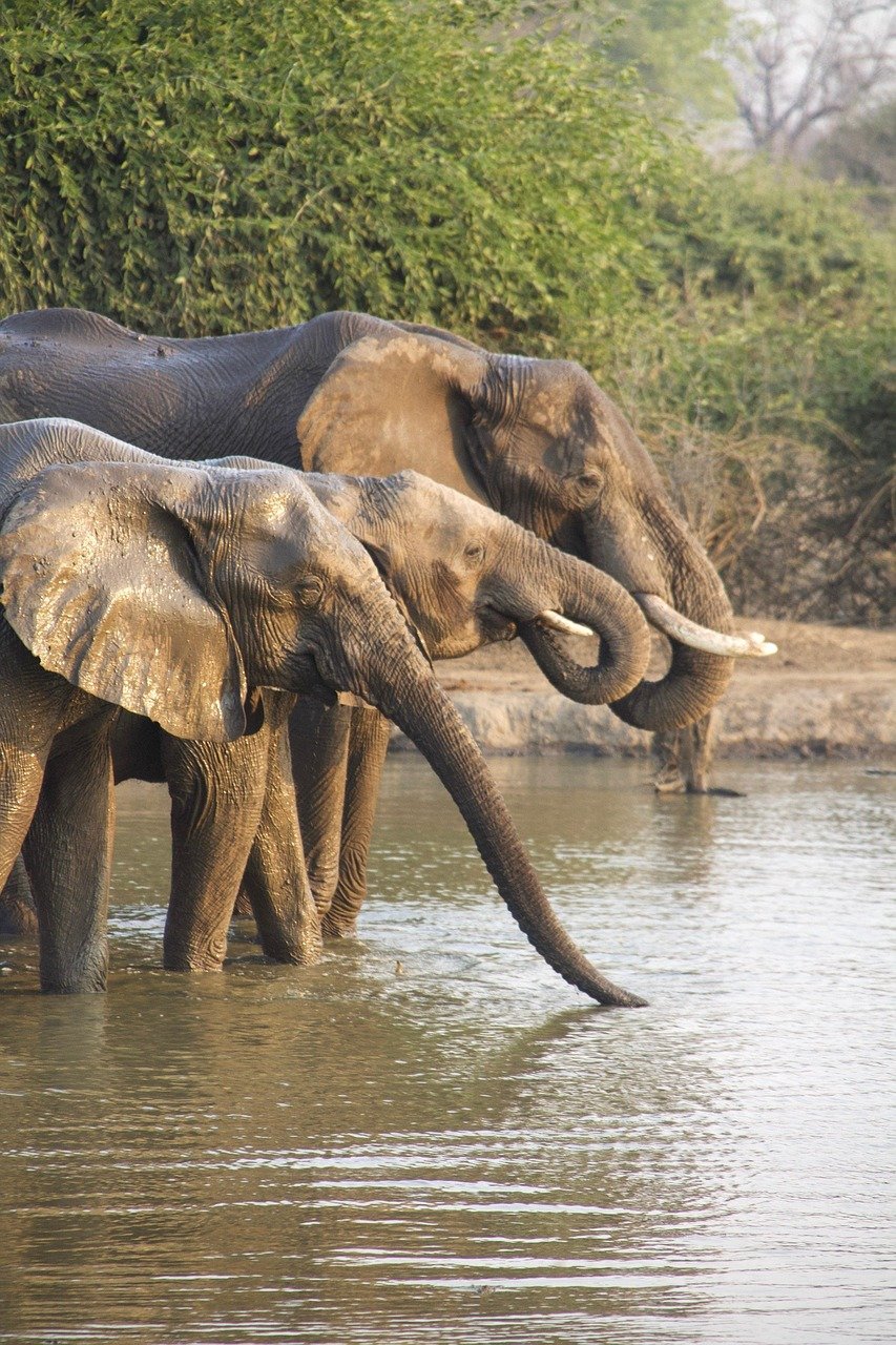 éléphants, Afrique, nature, safari, Zambie, éléphants, éléphants, éléphants, Afrique, Afrique, Afrique, Afrique, nature, nature, nature, nature, nature, safari, safari, safari, Zambie, Zambie