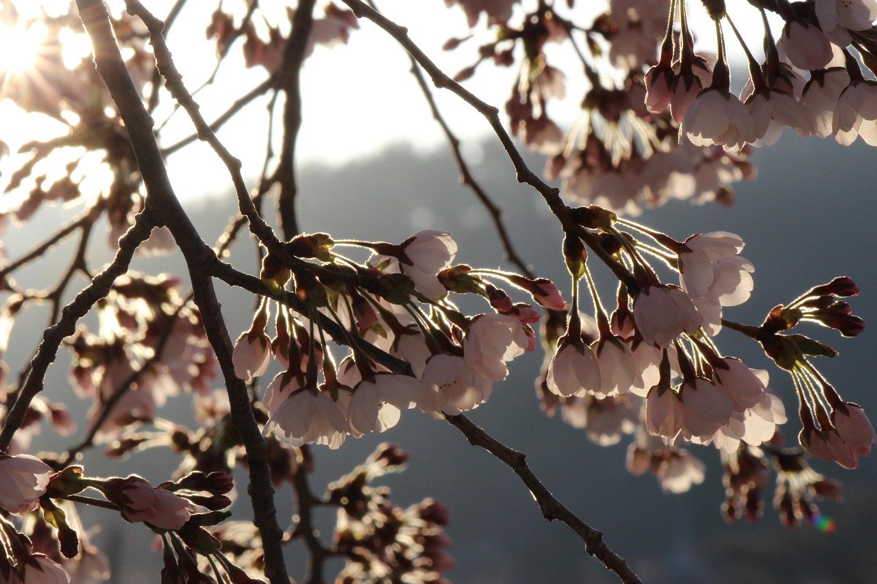 Kirschblüten, Baum, Fukushima, Natur, Hanamiyama-Park