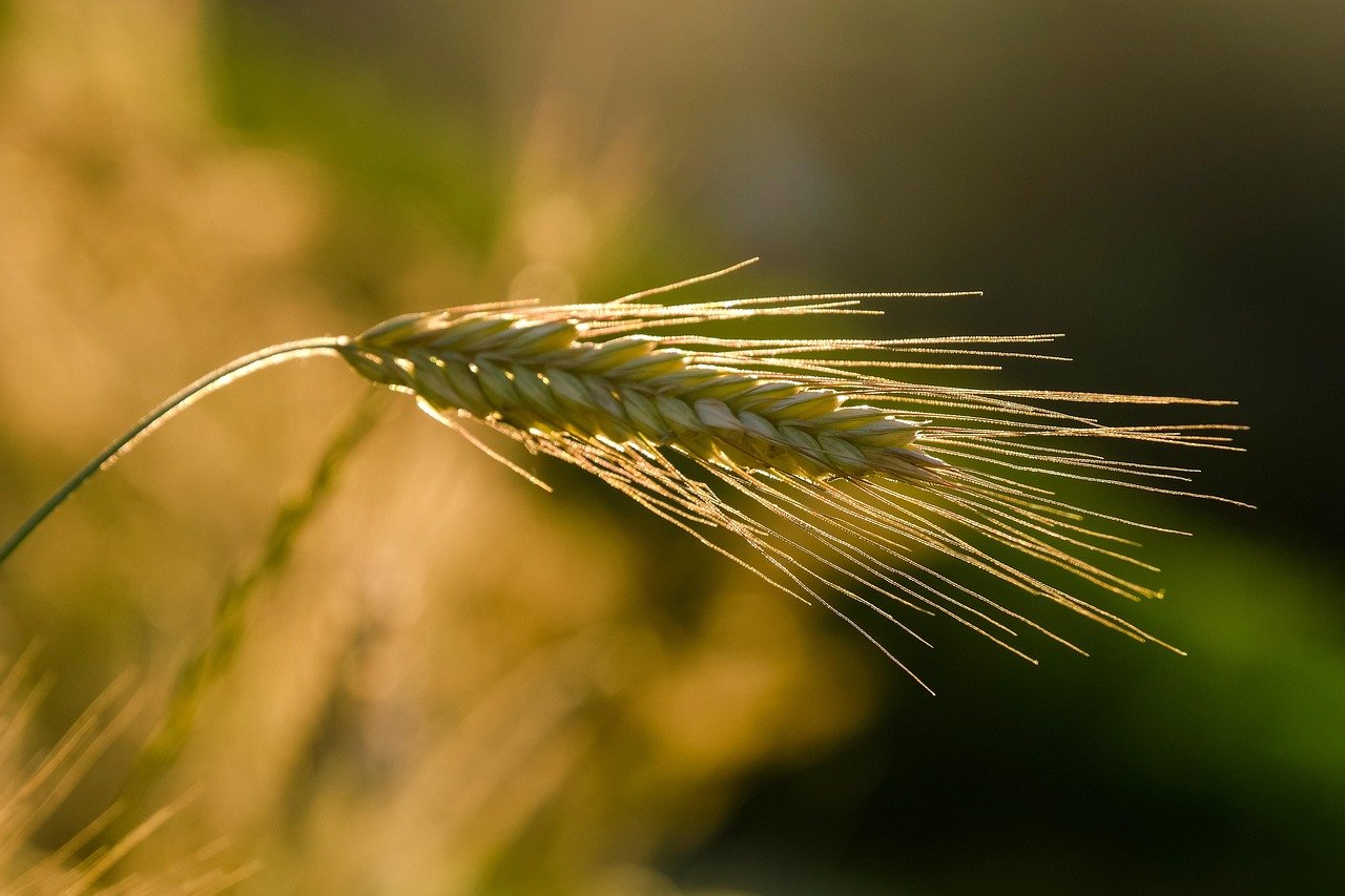 segale, spiga, grano, tramonto, agricoltura, coltivazione di cereali, natura, ora d'oro, segale, agricoltura, agricoltura, agricoltura, agricoltura, agricoltura, natura