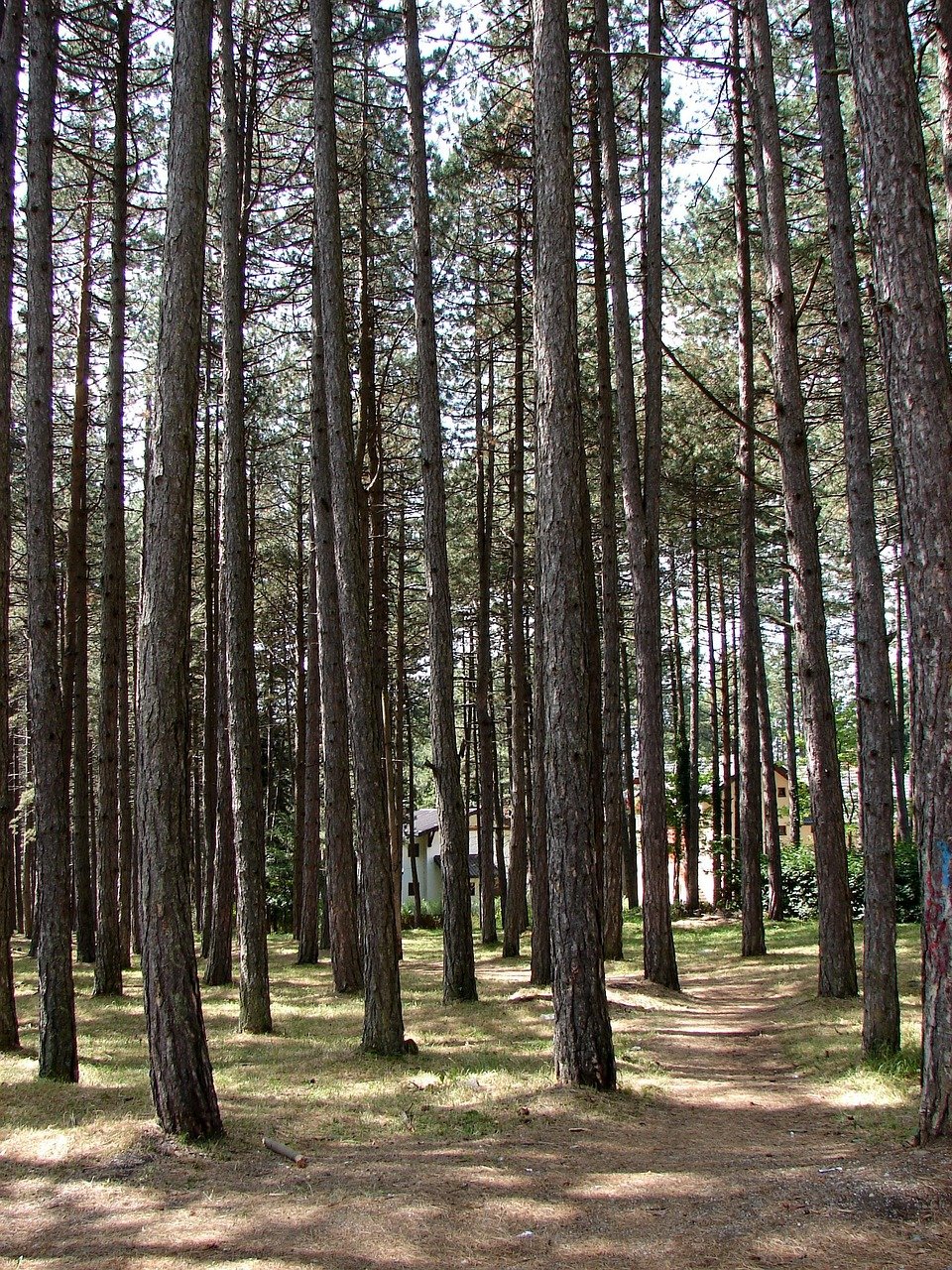 zlatibor, sırbistan, dağ, doğa, orman, ağaç, zlatibor, zlatibor, zlatibor, zlatibor, zlatibor