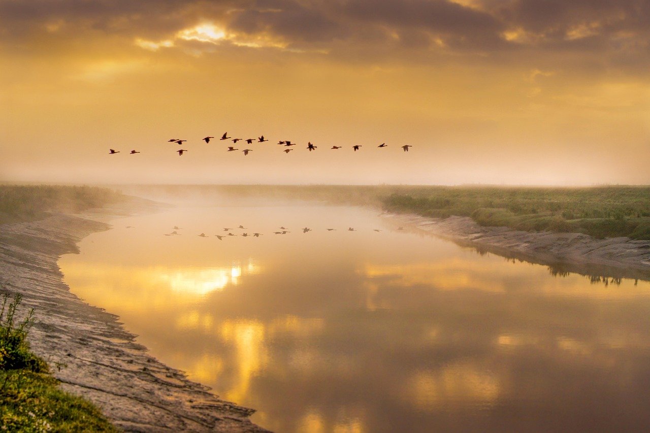 oiseaux en vol, oies, oiseau, animal, vol, voler, liberté, rivières, eau, reflets, lever du soleil, brouillard, brume, temps brumeux, silhouette, ombre, ciel, ambiance, nature, photographie de nature, heure dorée, paysage, bord de rivière, lever du soleil sur l'eau, oies, oies, s
