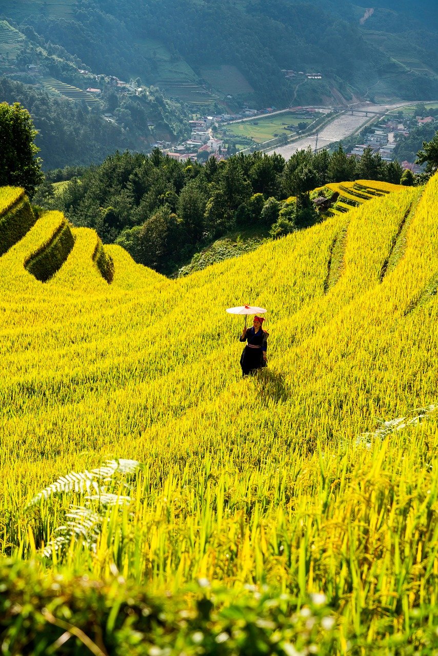 montagne, natura, altopiano, gradini, campo, persone, riso, campagna, all'aperto, agricoltura
