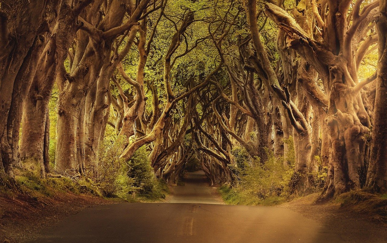 arbres, avenue, route, les haies sombres, paysage, irlande, forêt, allée, chemin, nature, rural, irlande du nord