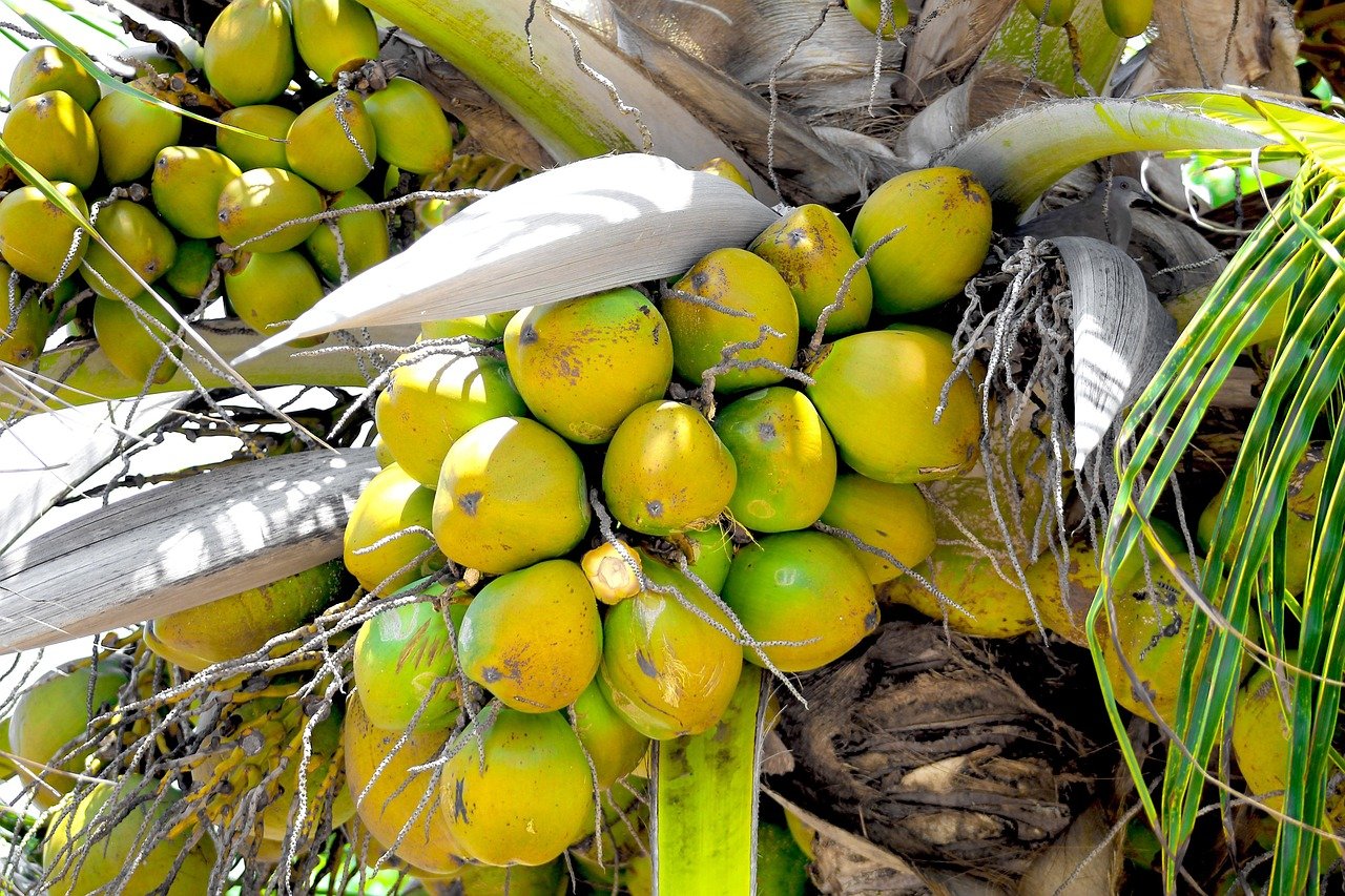hindistan cevizleri, hindistan cevizi ağacı, Belize, Placencia, tropikal, meyveler, yiyecek, hindistan cevizi ağacı, hindistan cevizi ağacı, hindistan cevizi ağacı, hindistan cevizi ağacı, hindistan cevizi ağacı, Belize, Belize, Belize, Belize, Belize, Placencia
