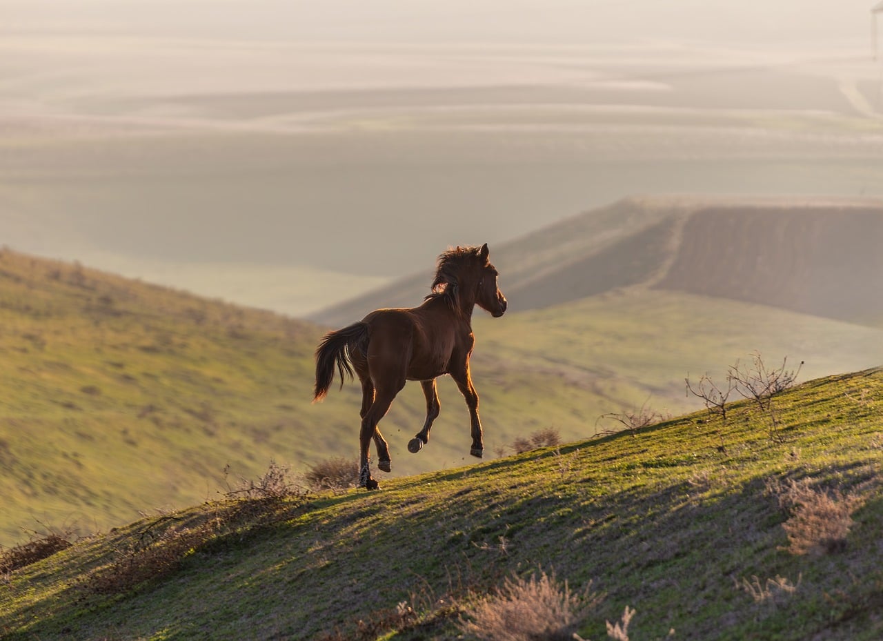 caballo, caballo salvaje, atardecer, colinas, naturaleza, libertad, paisaje, azerbaiyán, naturaleza salvaje, galopando, rural, pintoresco, montañas, luz dorada, tranquilo