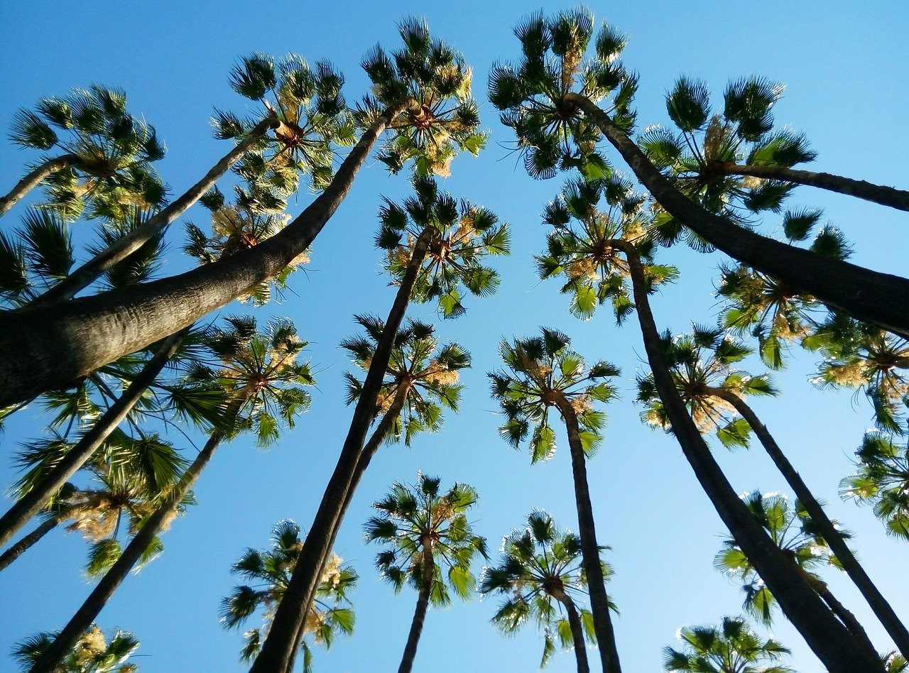 tropikal, palmiyeler, malaga, costa del sol, malaga, malaga, malaga, malaga, malaga