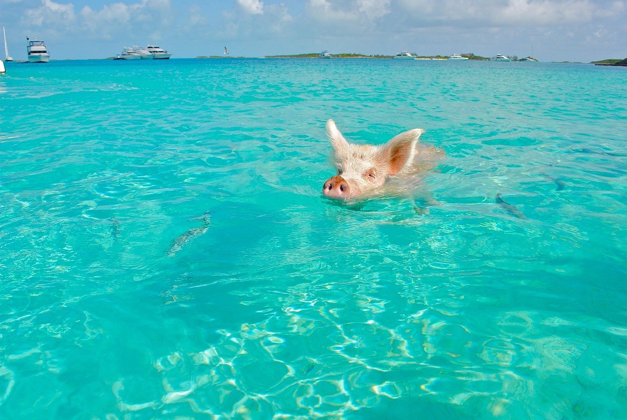 staniel cay, maiale che nuota, exumas, bahamas, animale, fauna selvatica, selvatico, zoologia, mammifero, specie, natura selvaggia, ambiente, all'aperto, natura, bahamas, bahamas, bahamas, bahamas, bahamas