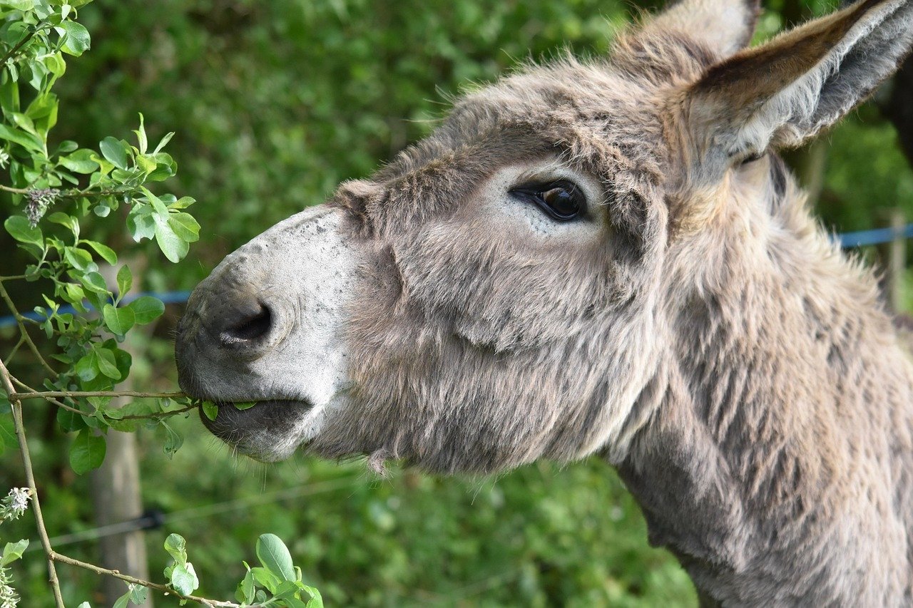 donkey, ass croix saint andré, donkey of the cotentin, ass eating branch, nostrils ass, eye ass, nature, ass nanon, ass grey colour, ruminant, herbivorous, prairie, equine, portrait animal donkey profile, nice, animal, friendly