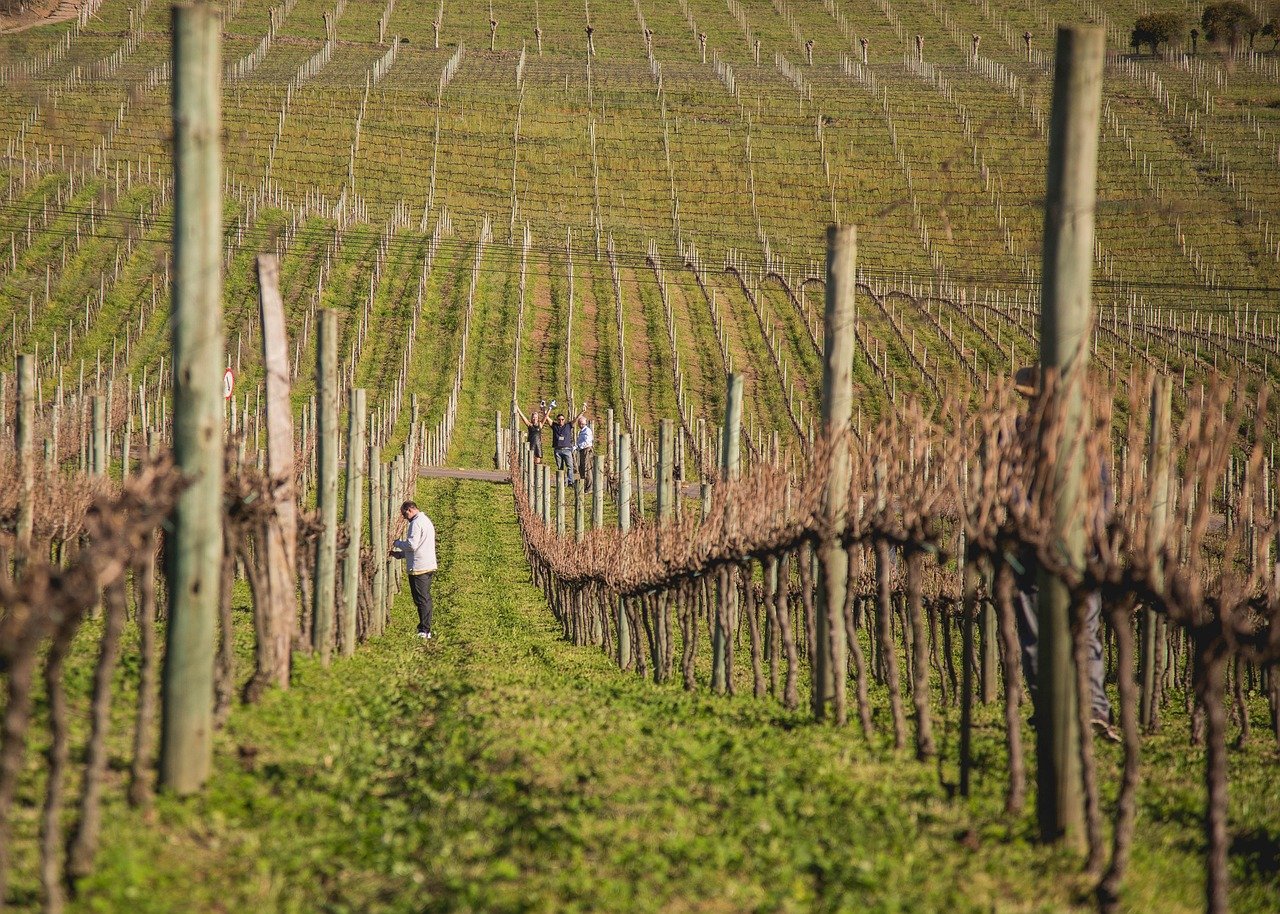 vine, winter, serra gaucho, bento gonçalves