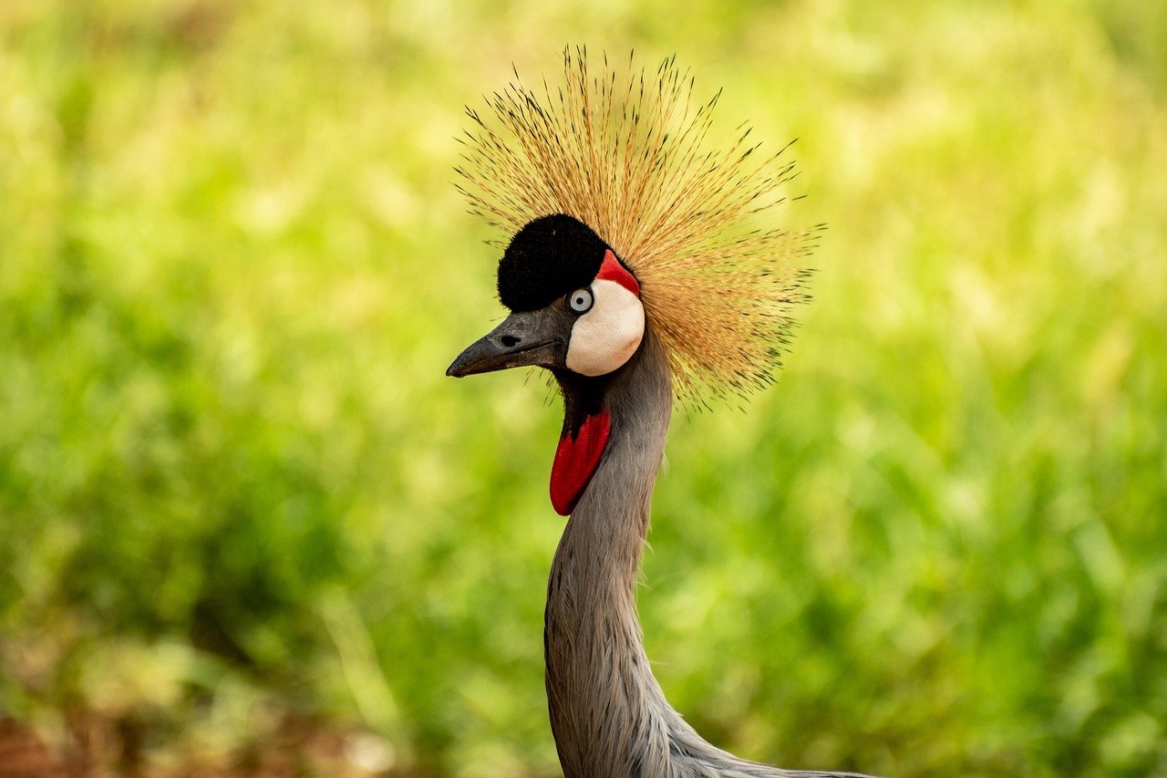 bird, crested crane, crane, uganda, nature, wildlife