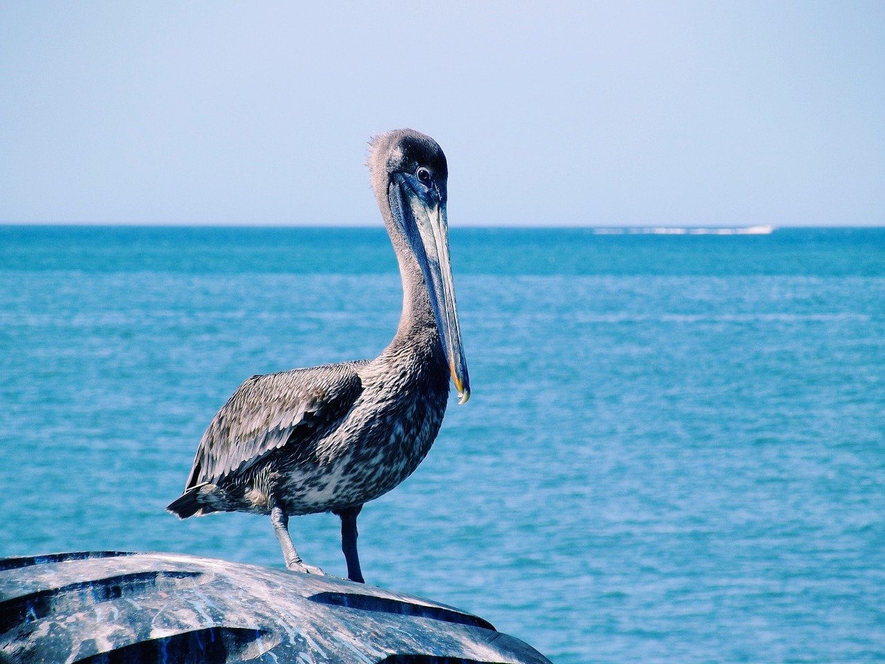 cumaná, naturaleza, cumana, sucre, venezuela, playa, costa, barco, pelícano