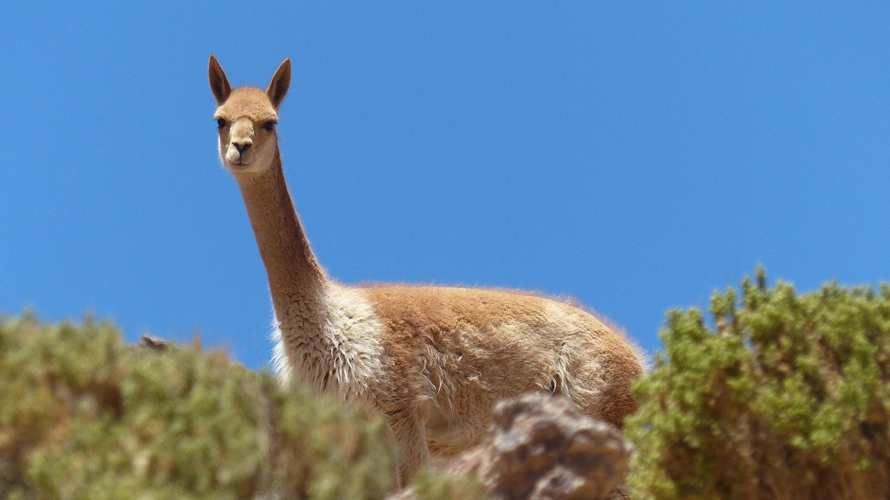 bolivia, altiplano, vicuña, lama, alpaca, cordillera, chile, anden, bolivia, bolivia, bolivia, bolivia, bolivia, vicuña, lama, alpaca