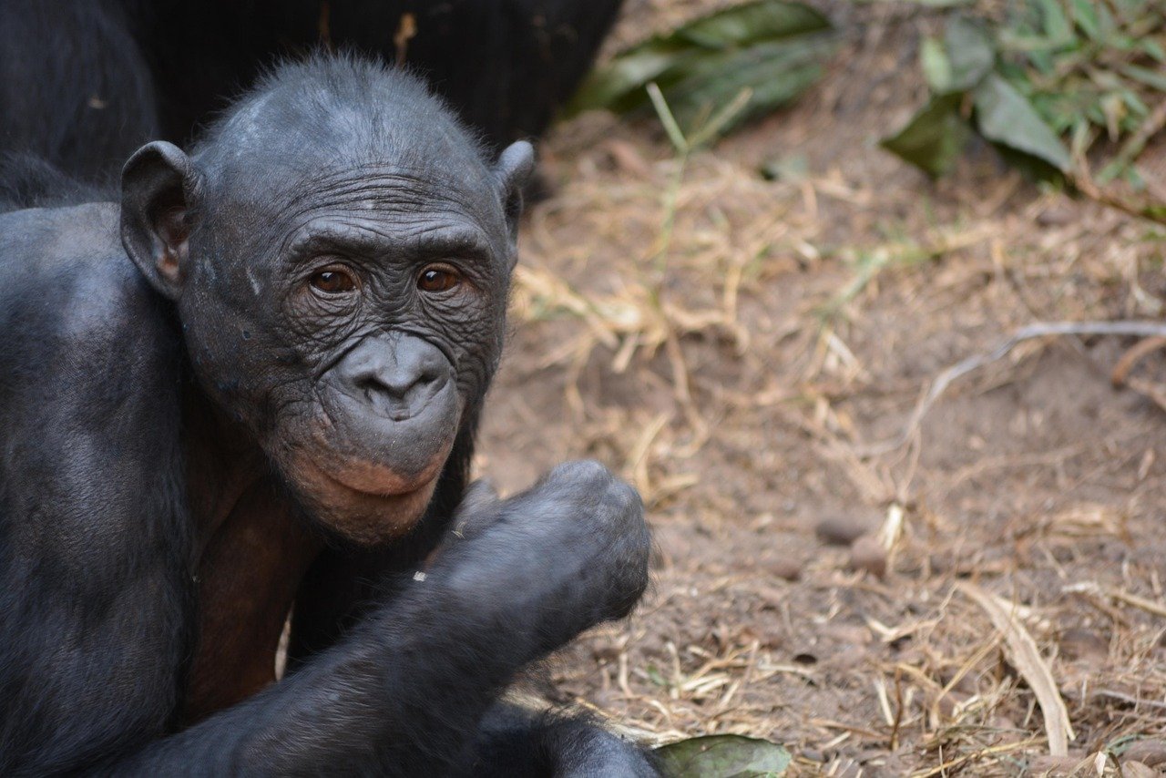 lola ya bonobo, demokratische republik kongo, kinshasa, afrika, menschenaffe, natur, pan, paniscus, primat, tierwelt
