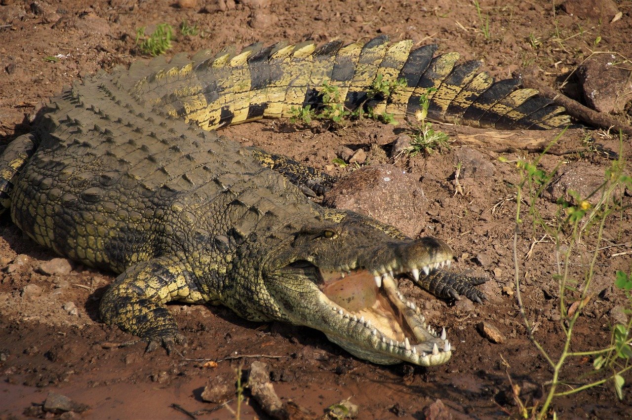 botswana, crocodile, the chobe river, africa, safari, crocodile, crocodile, crocodile, crocodile, crocodile