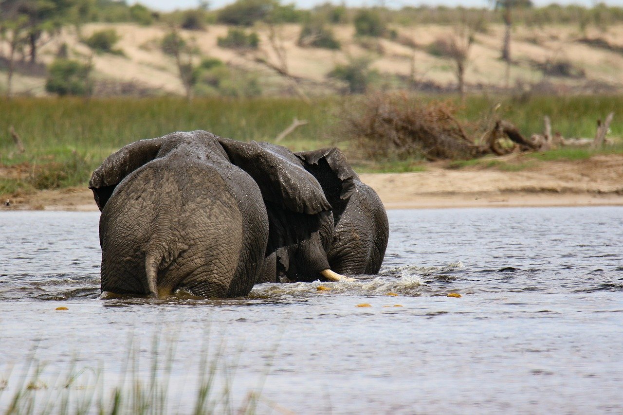 Elefanten, Fluss, Afrika, Säugetiere, Botswana, Safari, Natur, Elefanten, Elefanten, Elefanten, Elefanten, Elefanten, Botswana, Botswana, Botswana, Botswana, Safari
