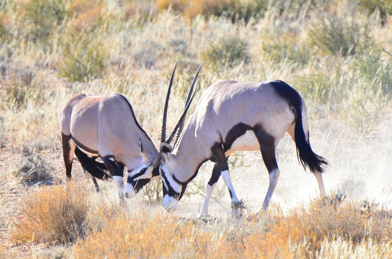 gemsbok, gemsbuck, antelope, wildlife, botswana, nature, oryx, gemsbok, gemsbok, gemsbok, gemsbok, gemsbok, gemsbuck, oryx, oryx, oryx
