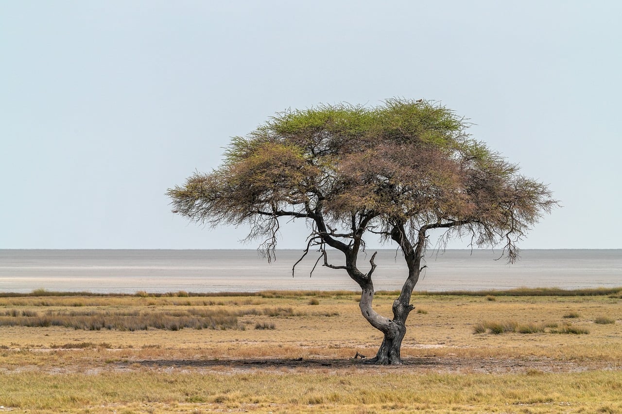 acacia, nature, arbre, afrique, etosha, pan de sel, paysage, panorama
