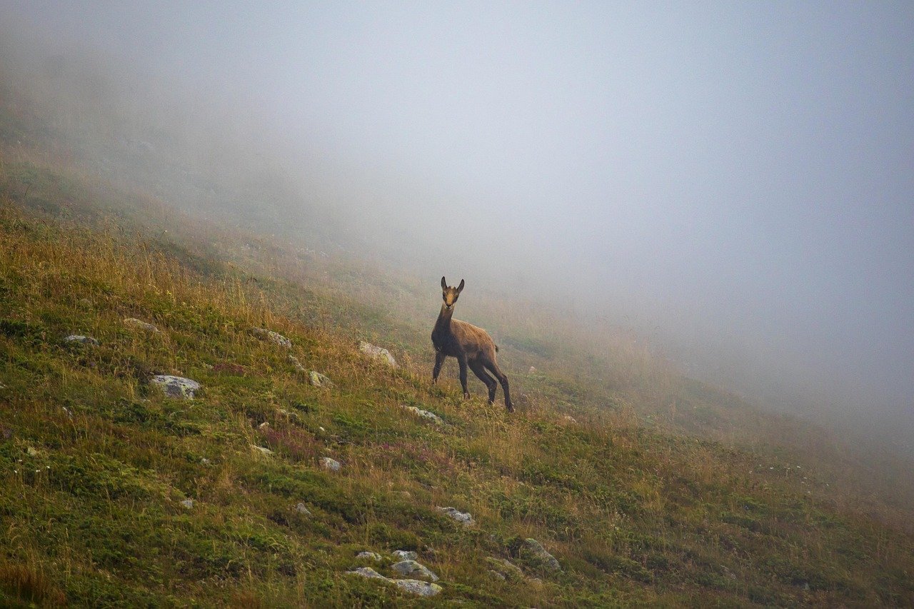 capriolo, montagna, fauna selvatica, nebbia, monti Balcani, animale, Bulgaria, natura