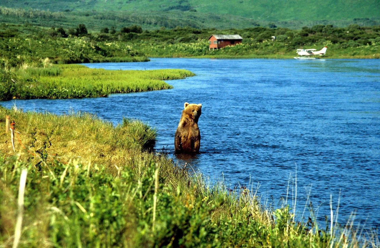 Grizzly, Braunbär, Bär, Alaska, Karluk, Kodiak, Grizzly, Alaska, Alaska, Alaska, Alaska, Kodiak, Kodiak, Kodiak, Kodiak, Kodiak